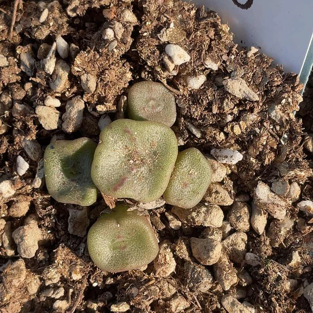 9-89方碗多肉植物