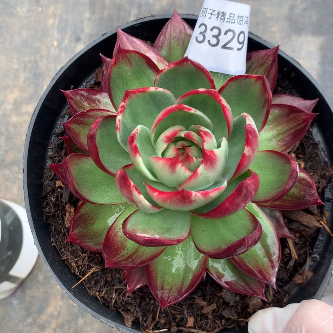 3329一物一拍12厘米外翻