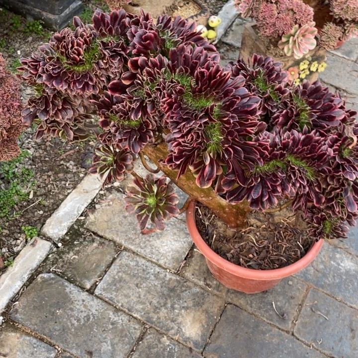 法师老桩缀化欧嘉莉