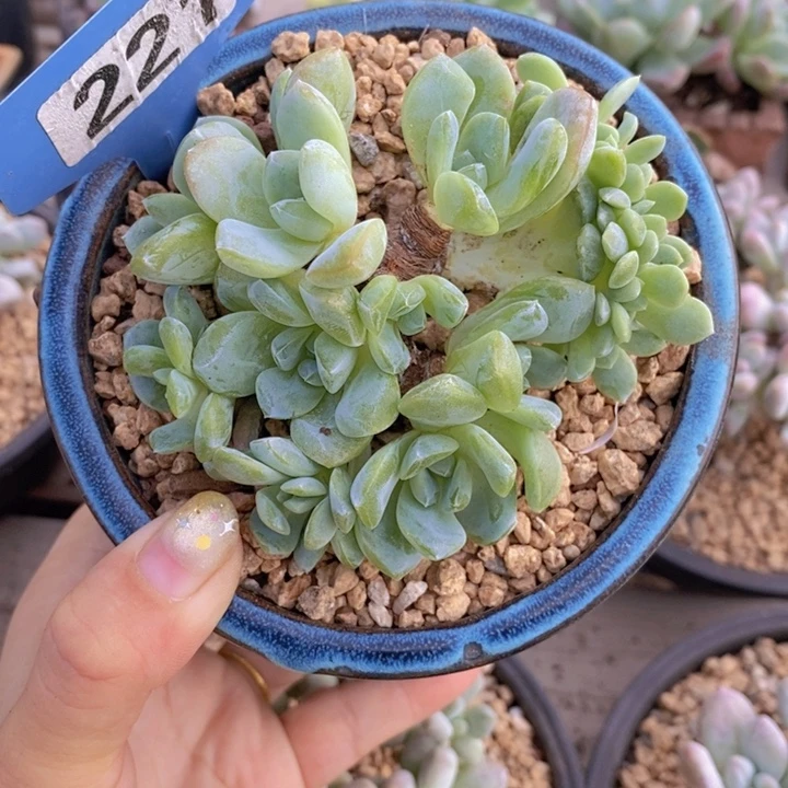 姑***子221号冰玉朵朵缀11111111