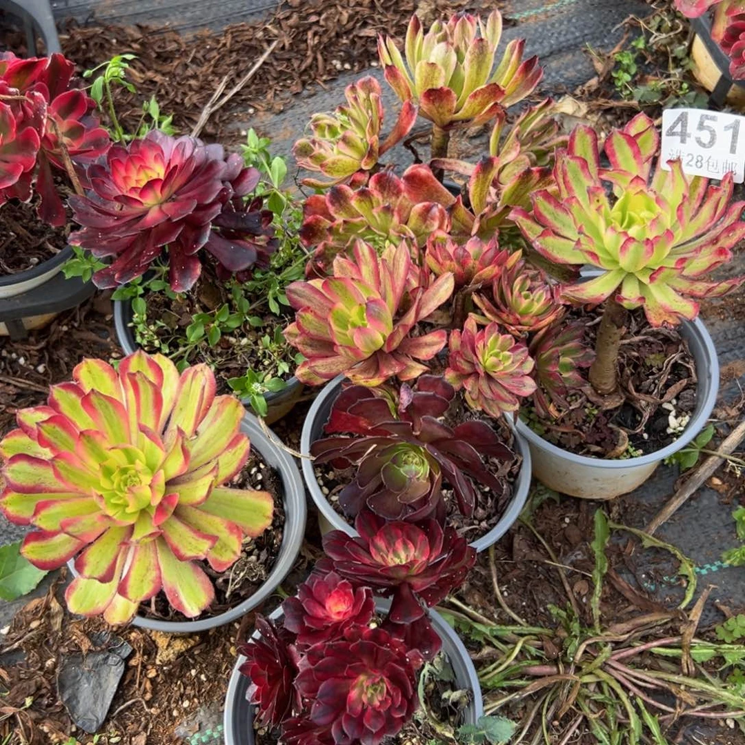 多肉植物451六颗的无售后