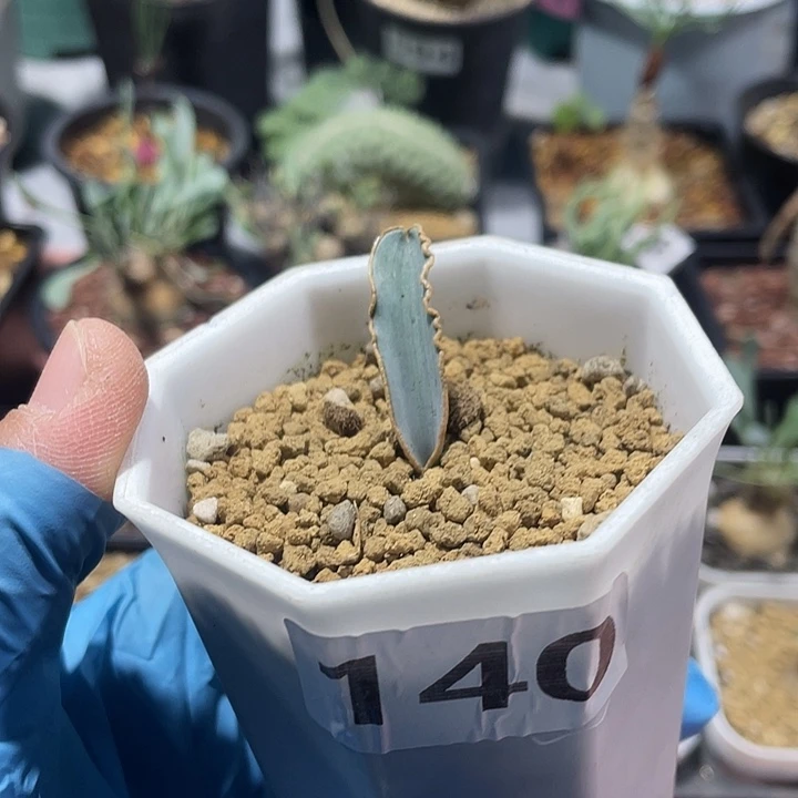 140蛞蝓弹簧草块根