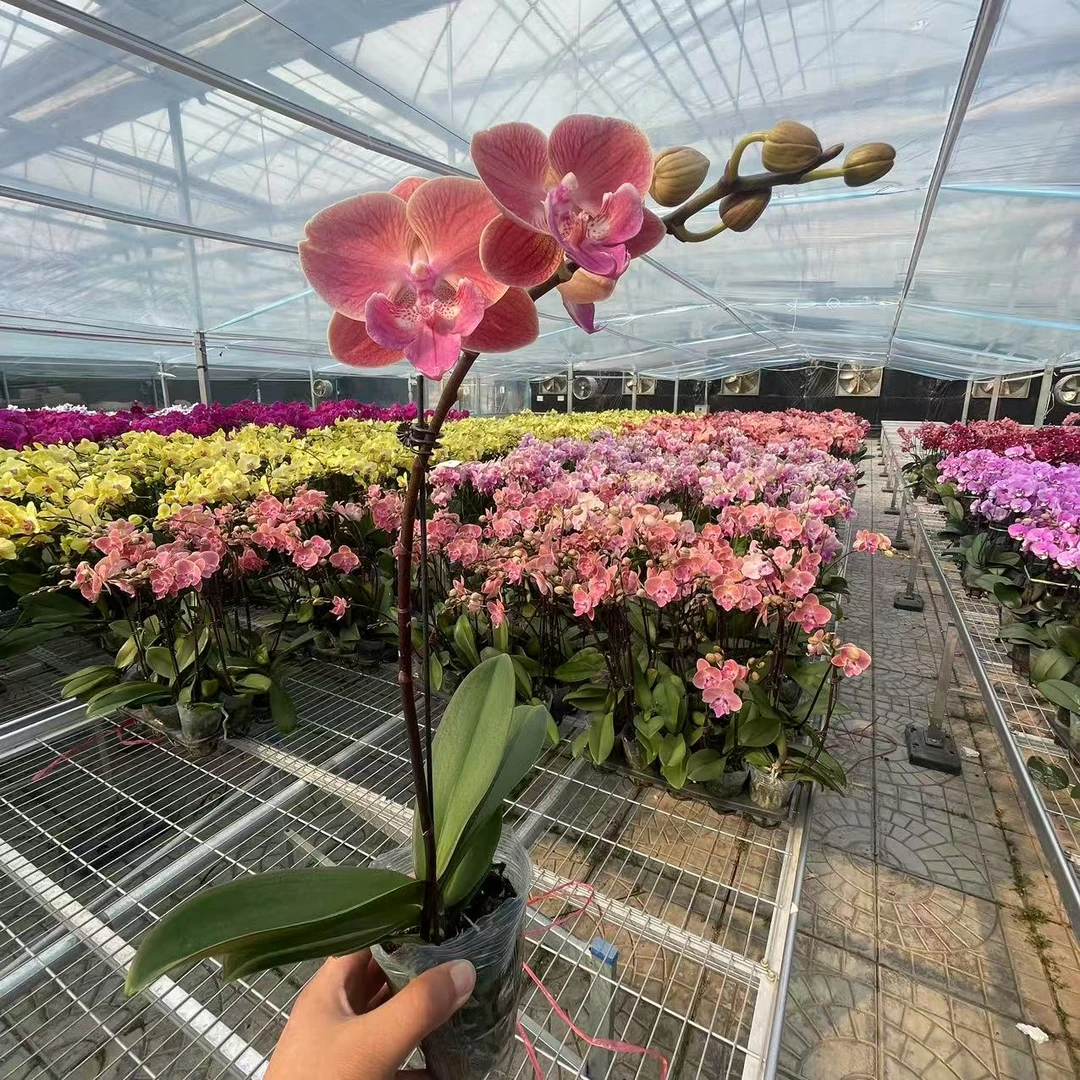 【花之漫】（唯美）3.0寸杯单剑蝴蝶兰花卉室内阳台桌面盆栽