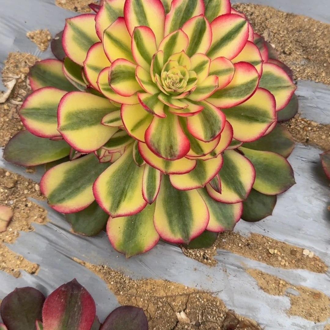 亽**凣073荔枝寄养到秋