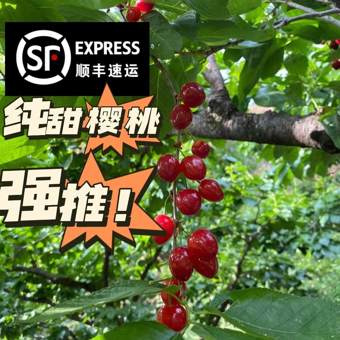 【玛瑙红+顺丰空运】XL四川本土纯甜红妃小樱桃0.5-3斤  内附果径卡