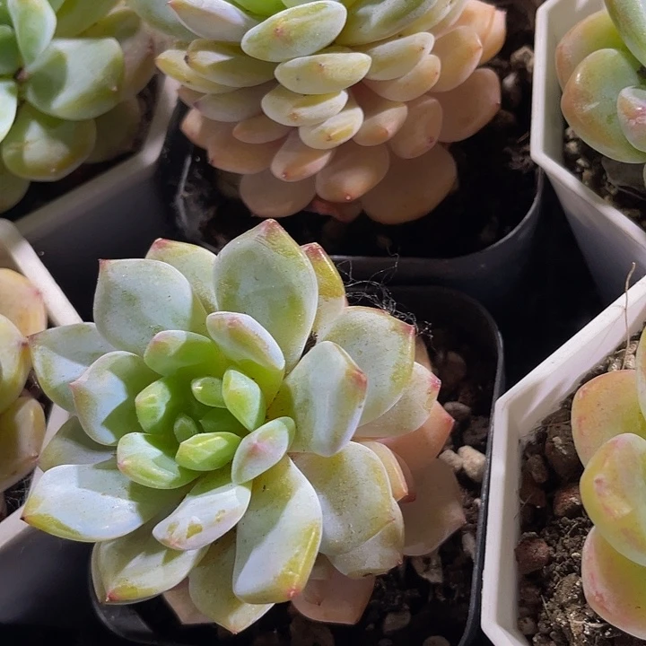 6.5方玉芙蓉带盆土发