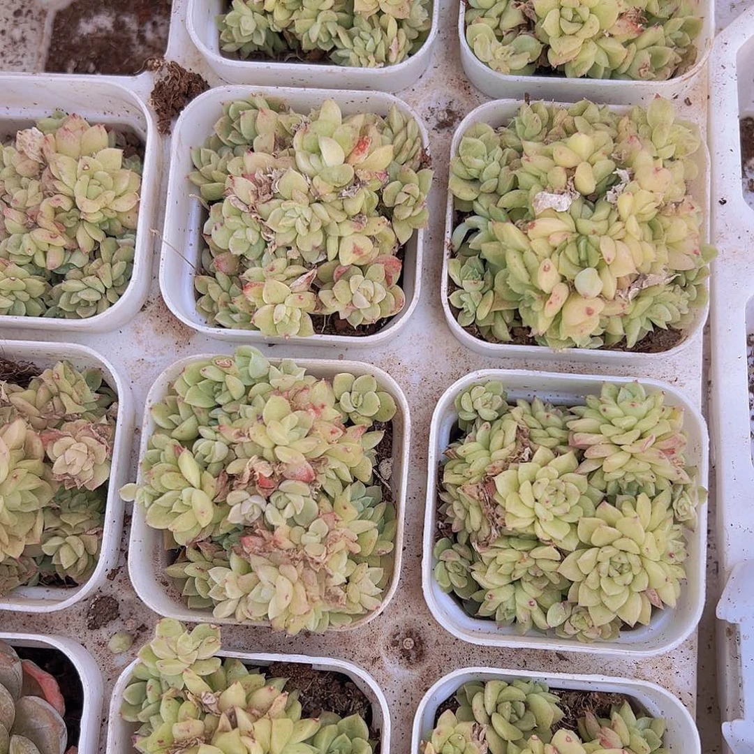 超多头麦秆群19包邮多肉