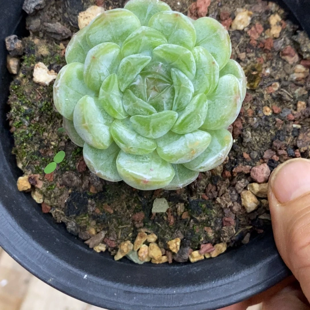 精品多肉一物一拍不包整85