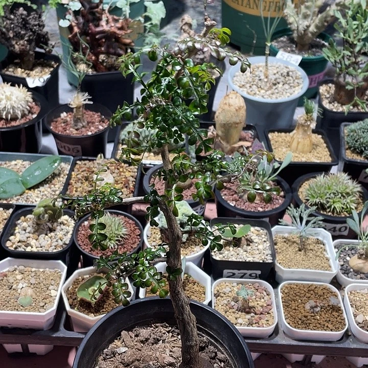 898列加漆树块根植物