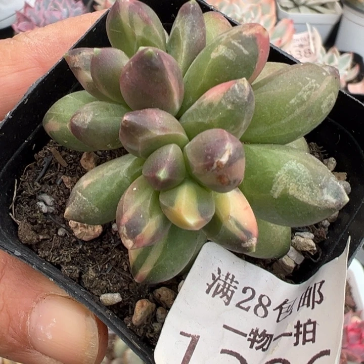 千代田锦多肉植物2401