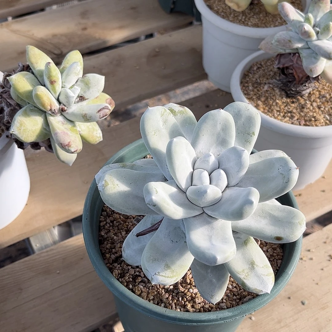 小鹿多肉一物一拍