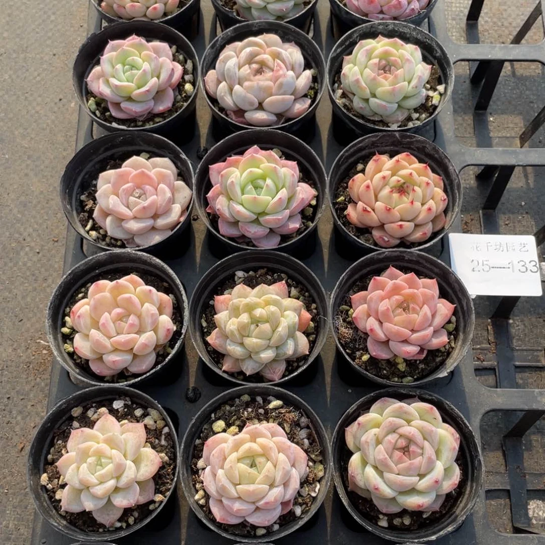 一物一拍18棵25-133