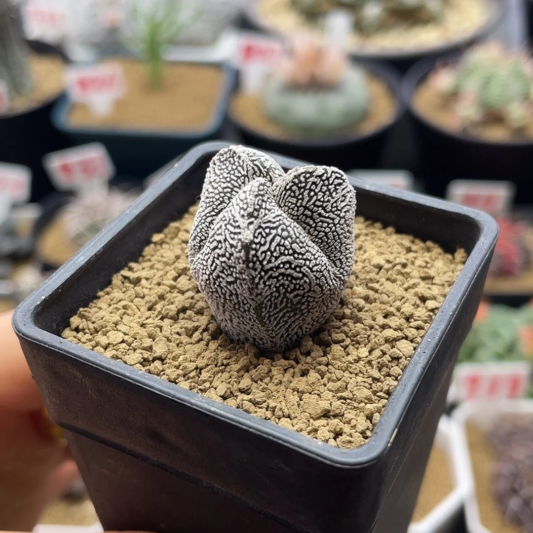 实生三棱恩冢仙人球