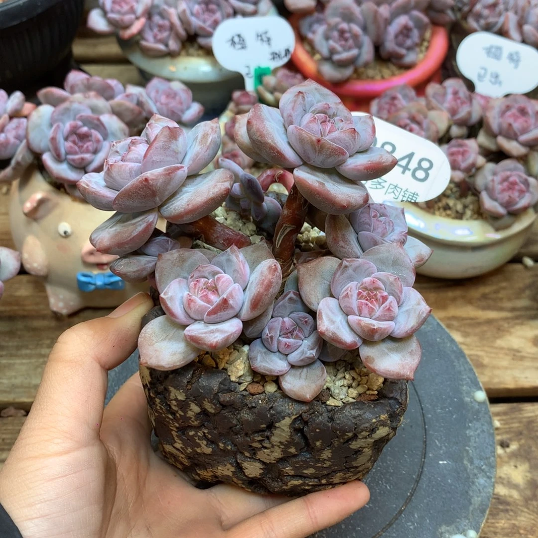 S0848 突尼斯 一头一桩 11cm