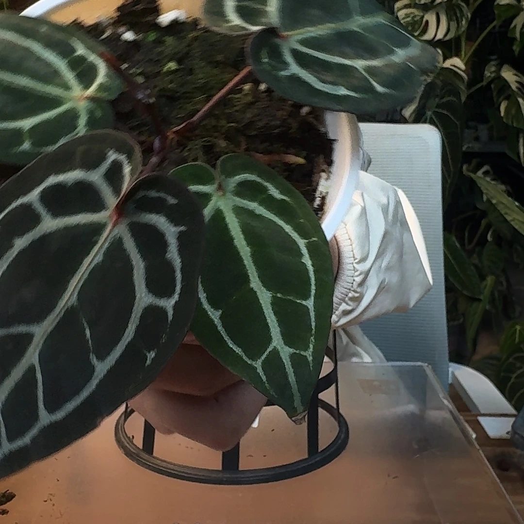 不开花植物J175米歇尔