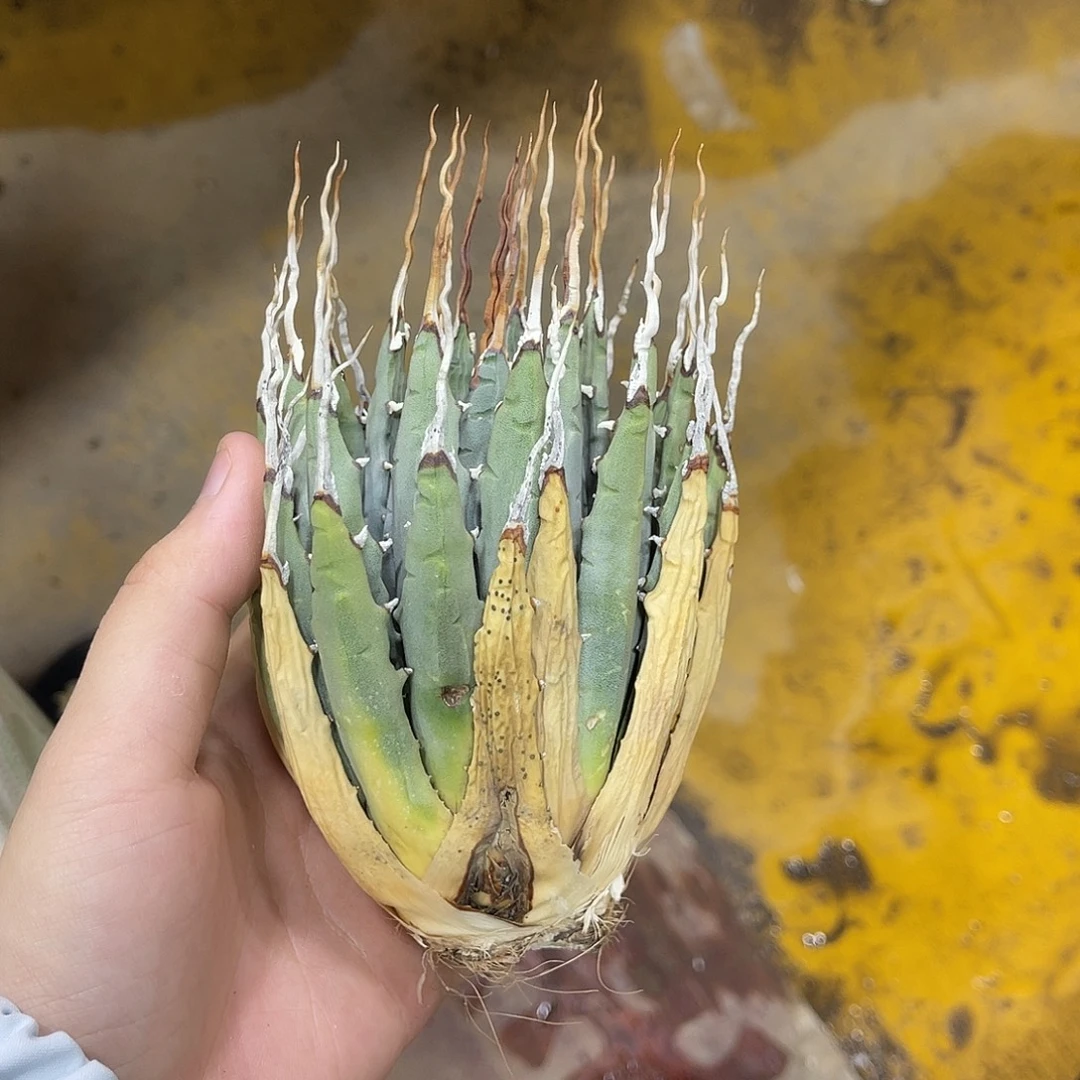 生桩妖炎好价好养