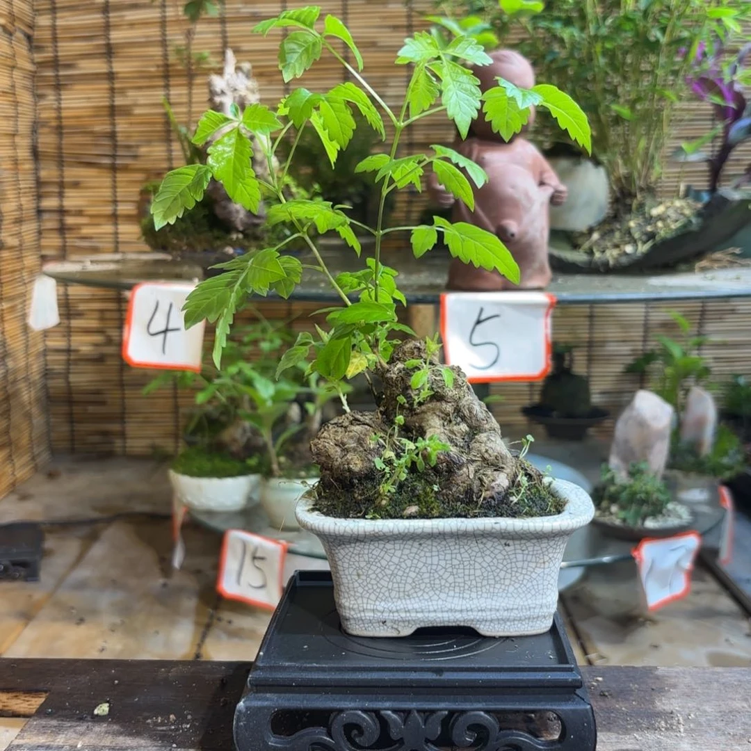 深***吸无花朵退款拉黑一物一拍74