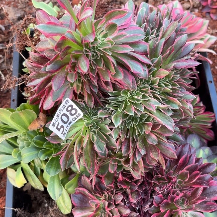 508规格组合掌心多肉法师锦