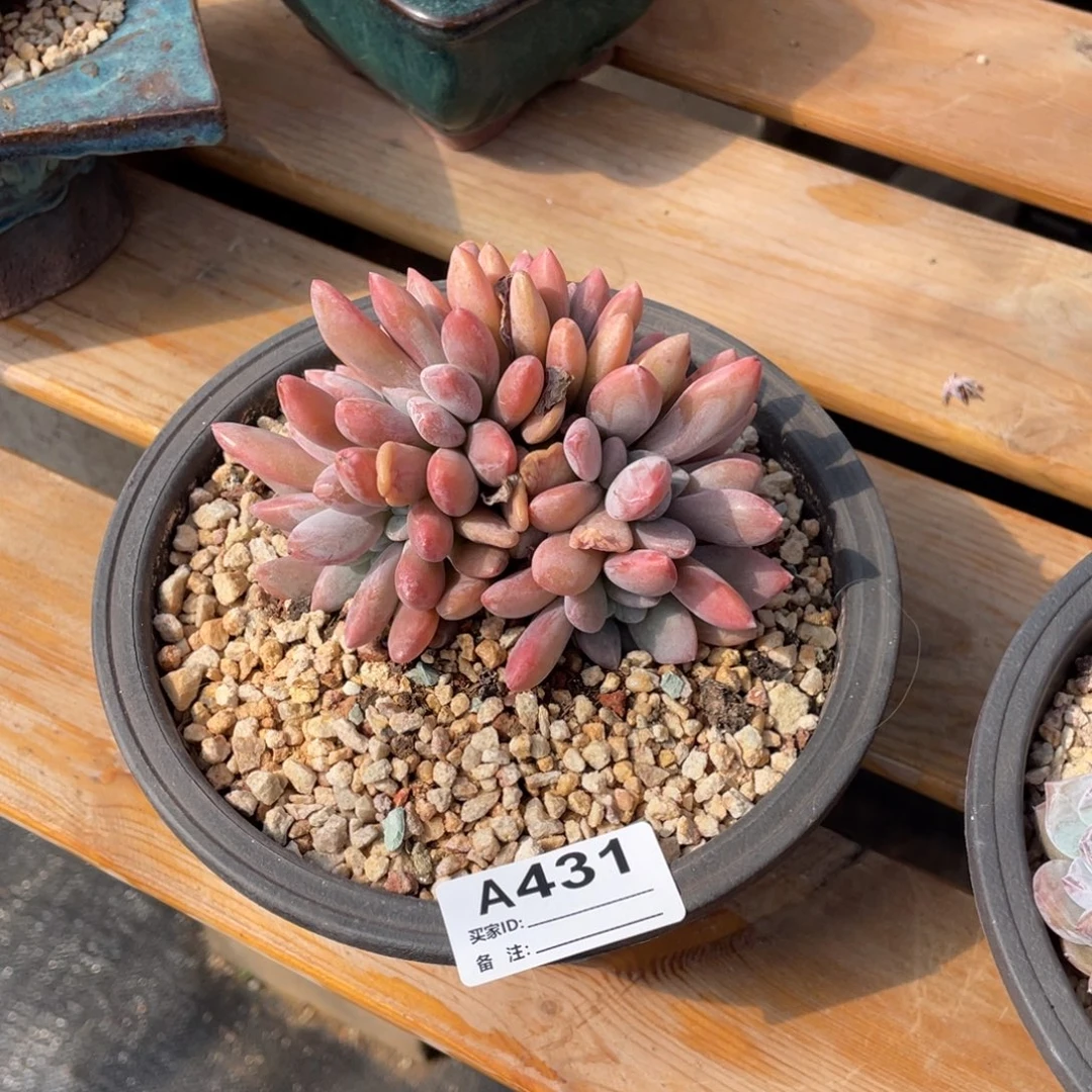 A431静好多肉园艺