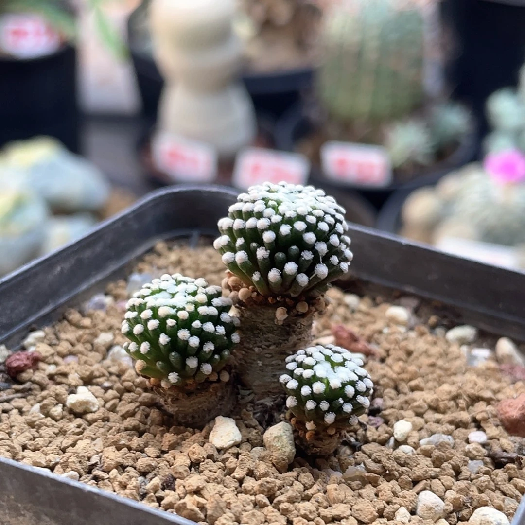 实生三头松针牡丹仙人球