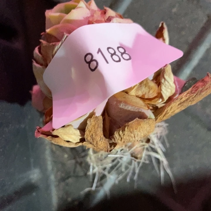 喀***️8188山地玫瑰花群