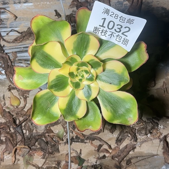 天***天1032嫁接贵妃多肉植物