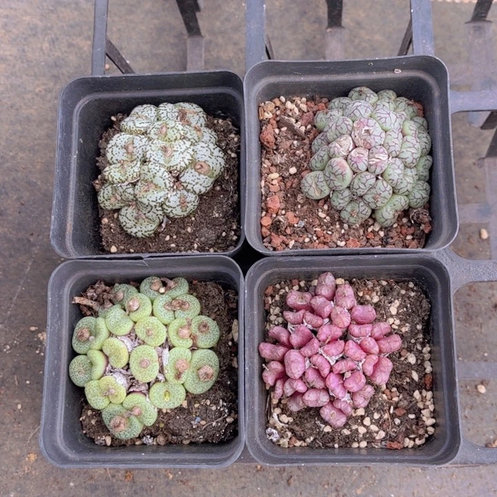 四盆安贞00000002