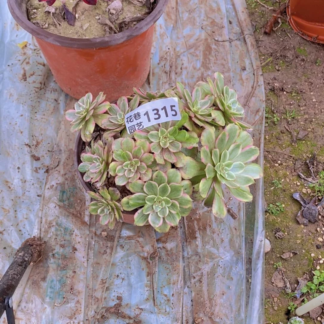 1315 号一物一拍多肉植物