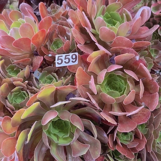 淡***妆多肉植物一个