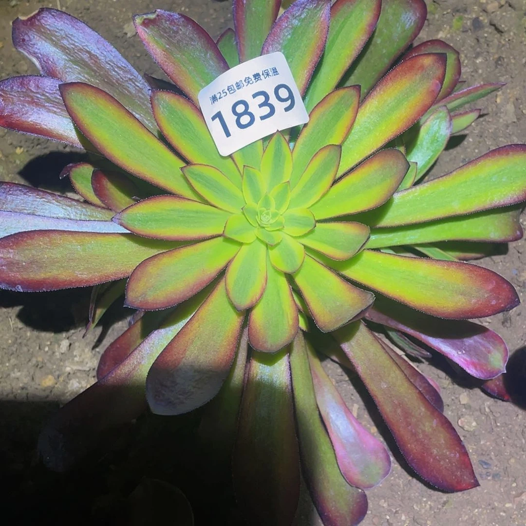 沛*1839金沙黄金美杜莎多肉植物