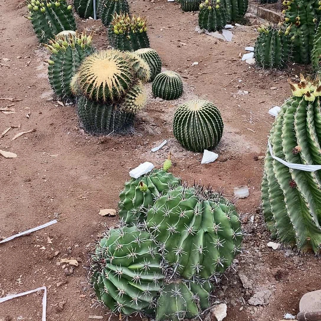 九***莉雎鸠玉一个。