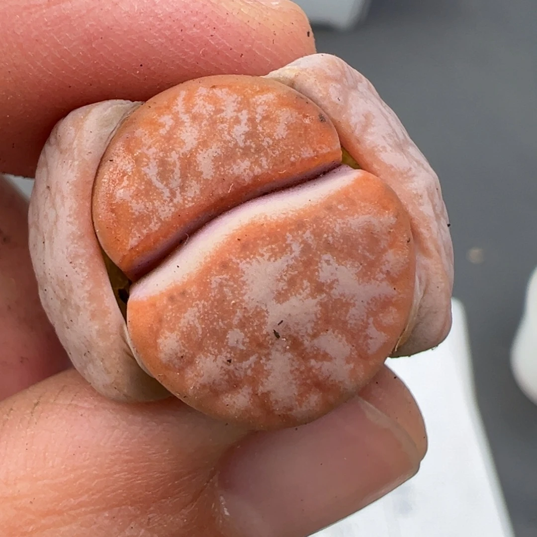 11.30好看的多肉脱土发货777