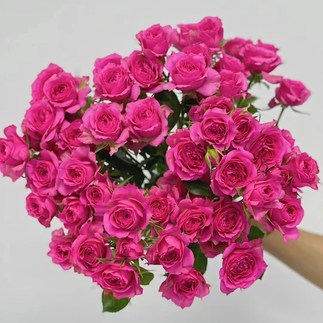 氧花季 苏菲宝贝多头玫瑰9支+1支防损收到先醒花 云南直发