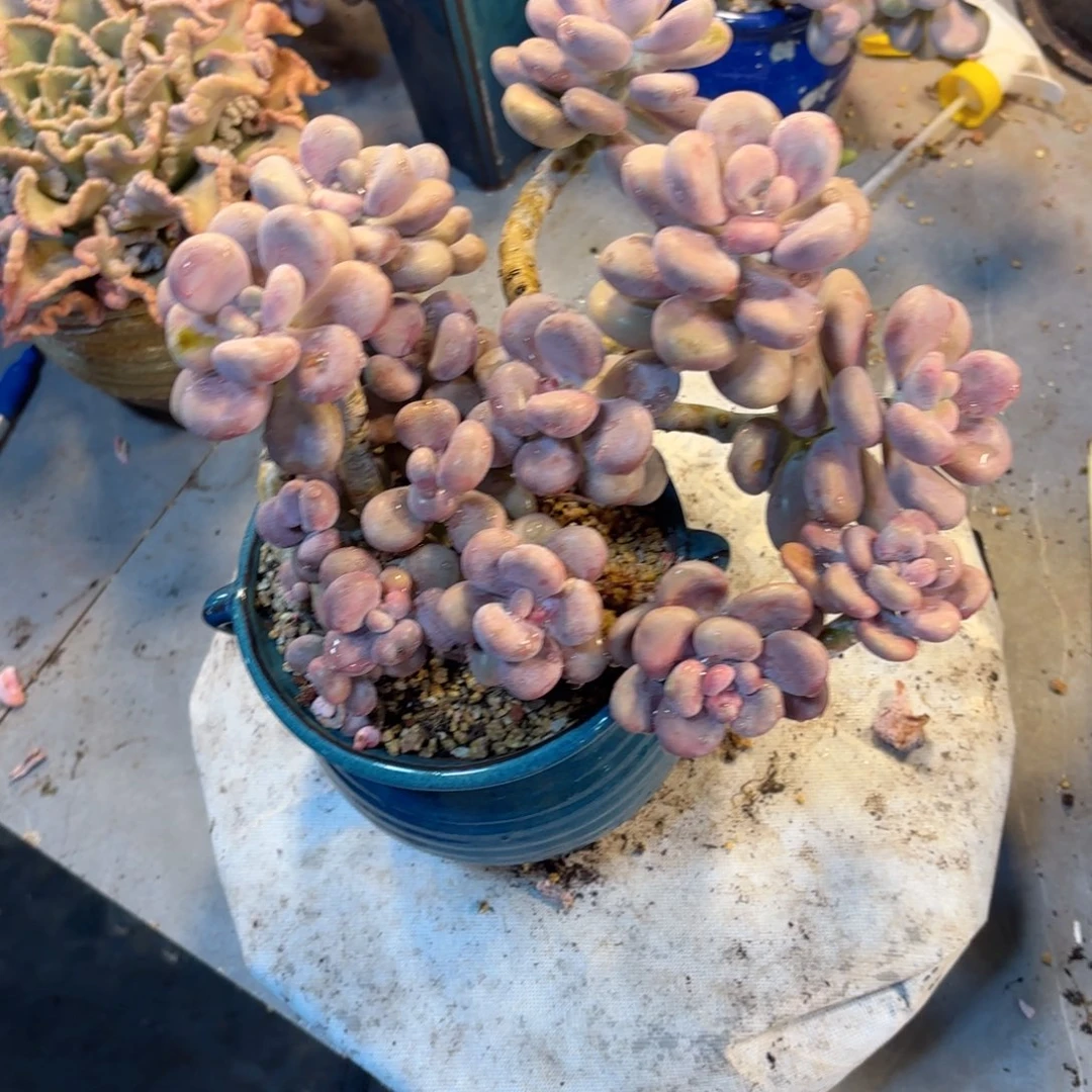 西*20号老庄桃蛋多肉植物