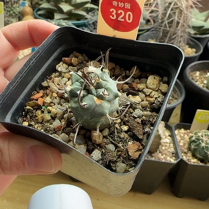 实生有疤娇丽一棵