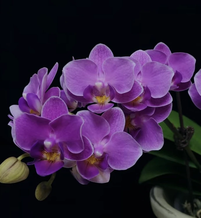 刚出梗（紫罗兰）2.8寸蝴蝶兰花苗