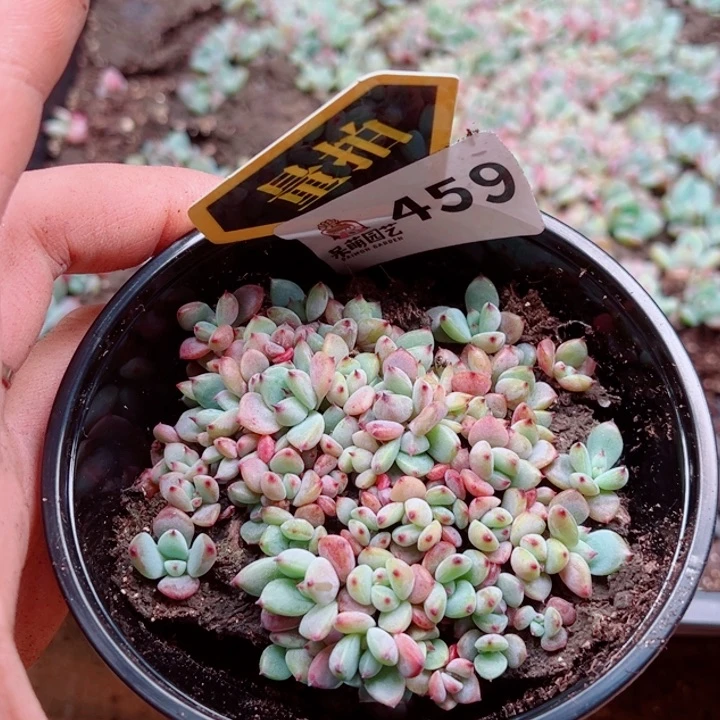 多肉植物多肉植物