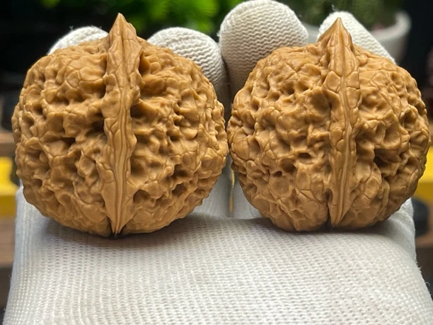 43mm粗筋龙纹 克重63