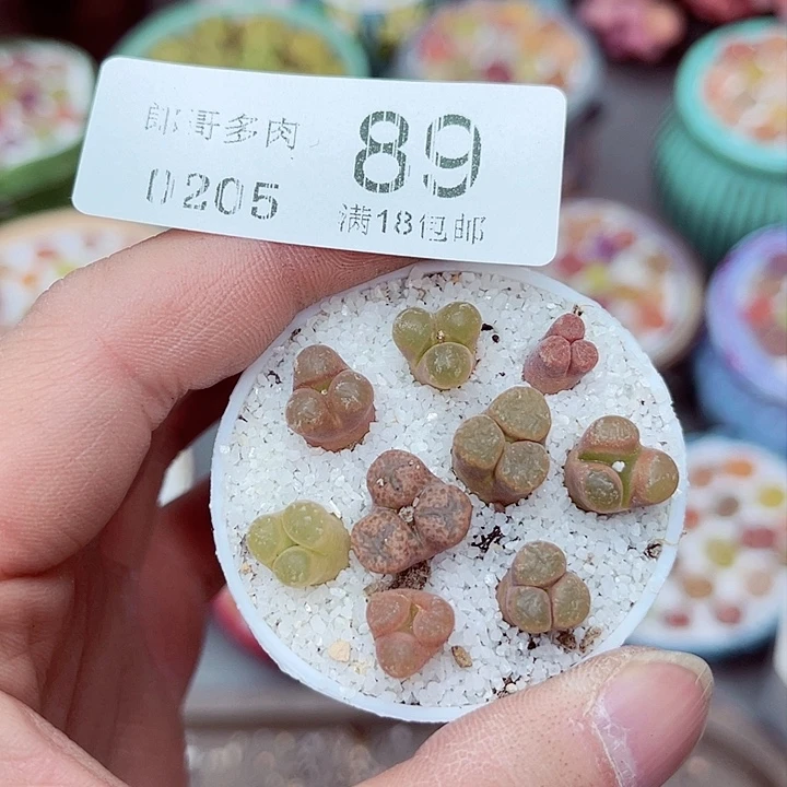 多肉植物生石花5-89