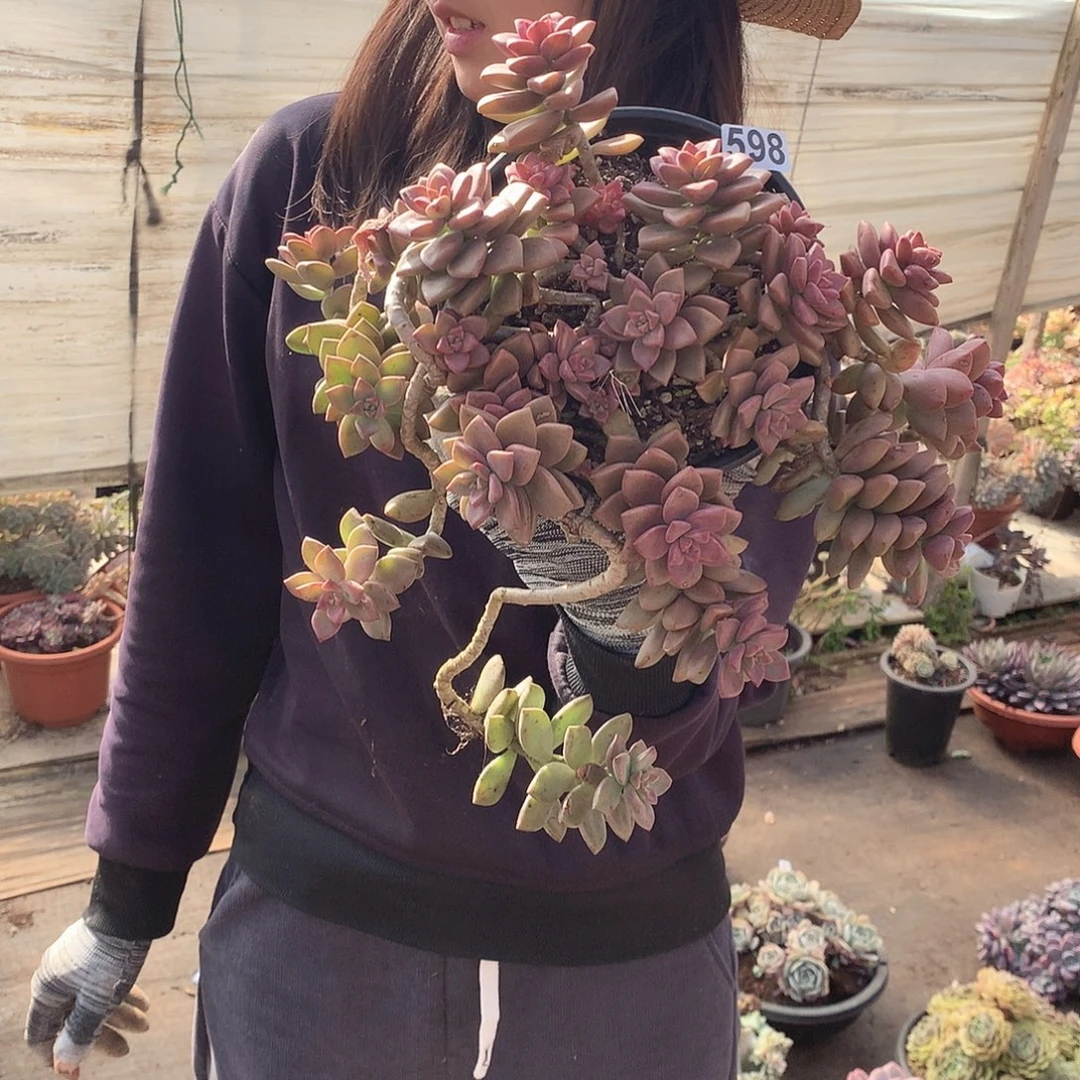 598姬胧月 一物一拍多肉