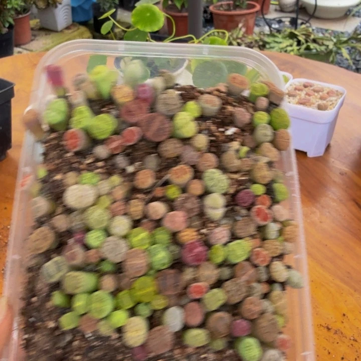 葉多肉植物和野生33