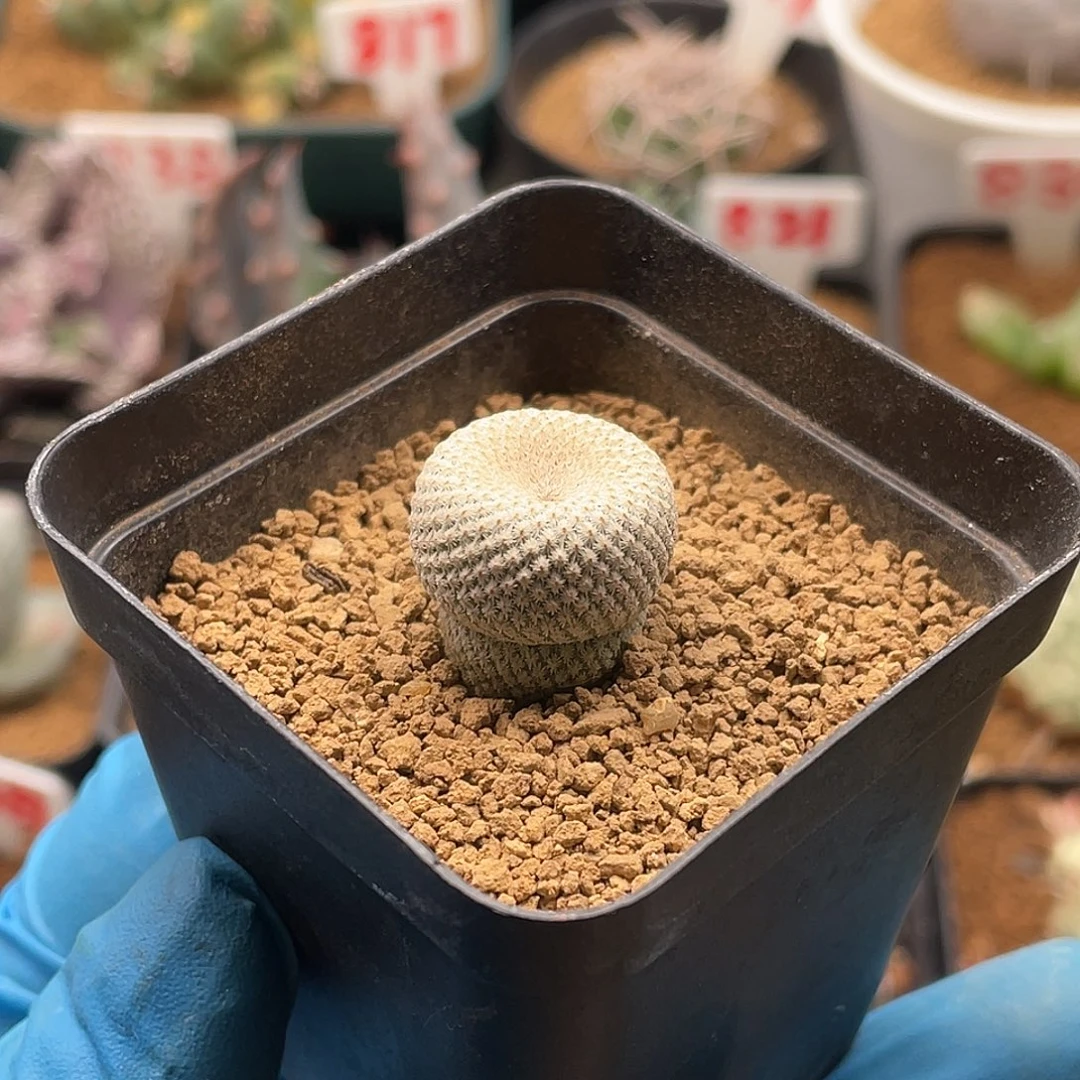 实生小蛮腰小人帽子