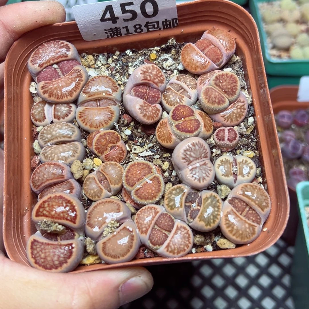 【闪购商品】 450。