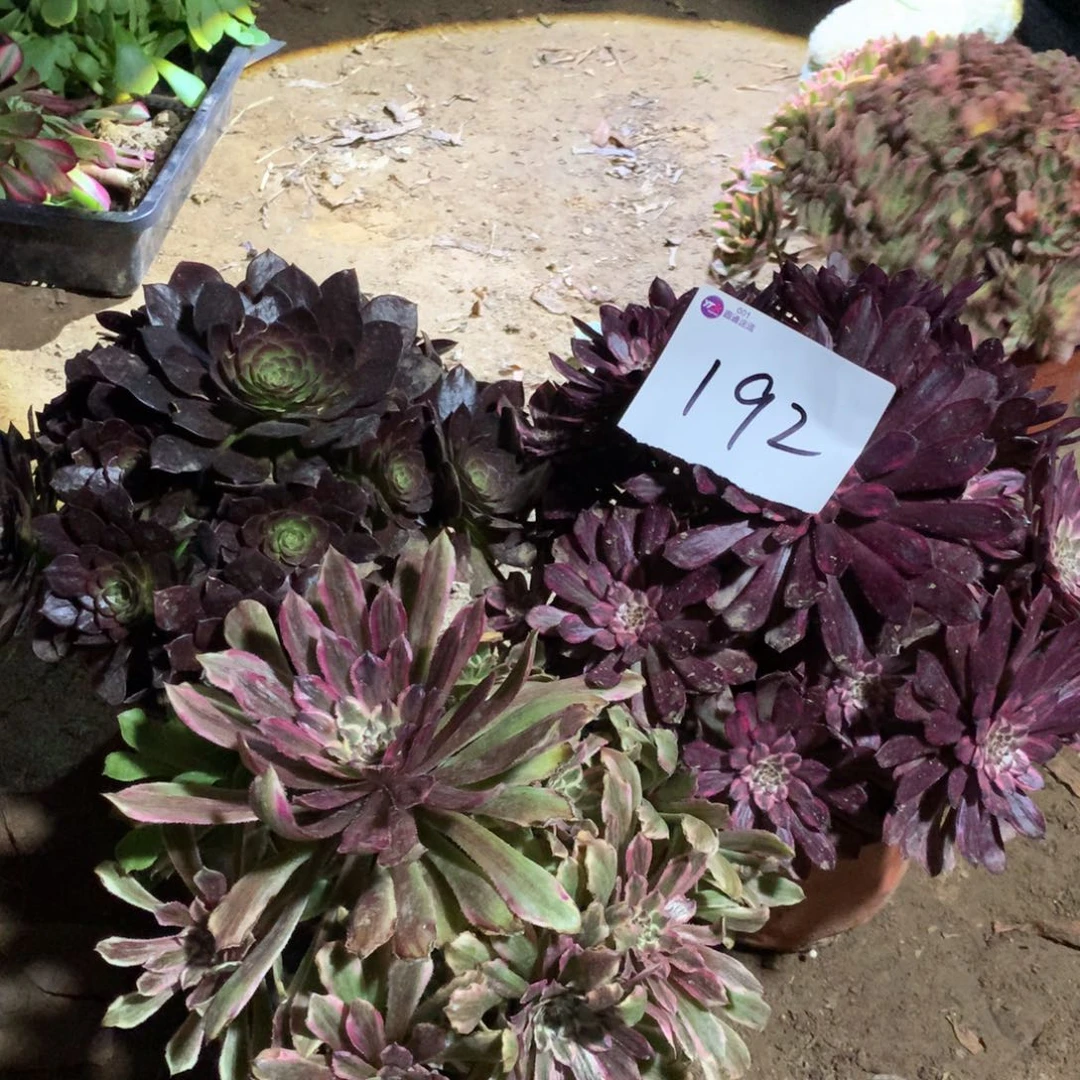192多肉植物组合盆栽