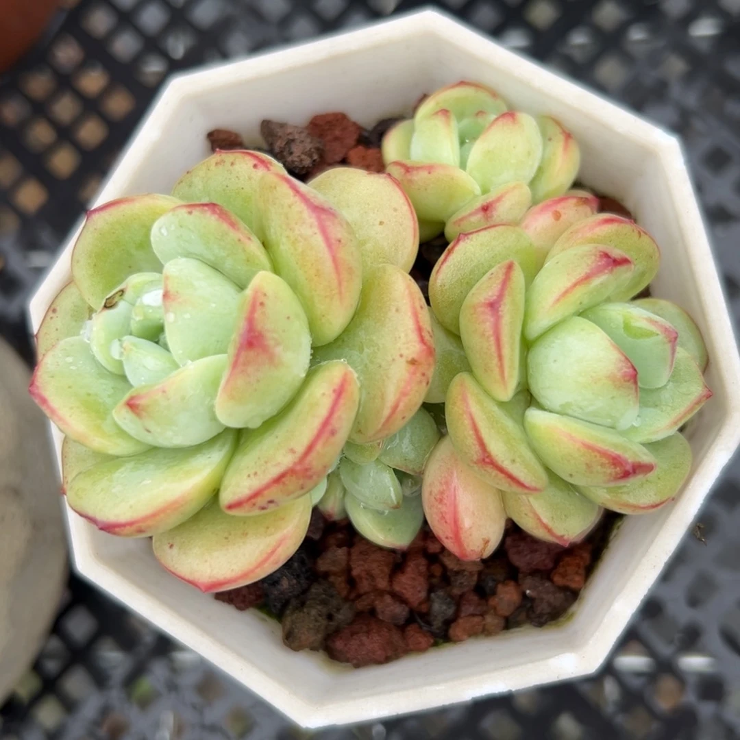 香草精控多肉一物一拍