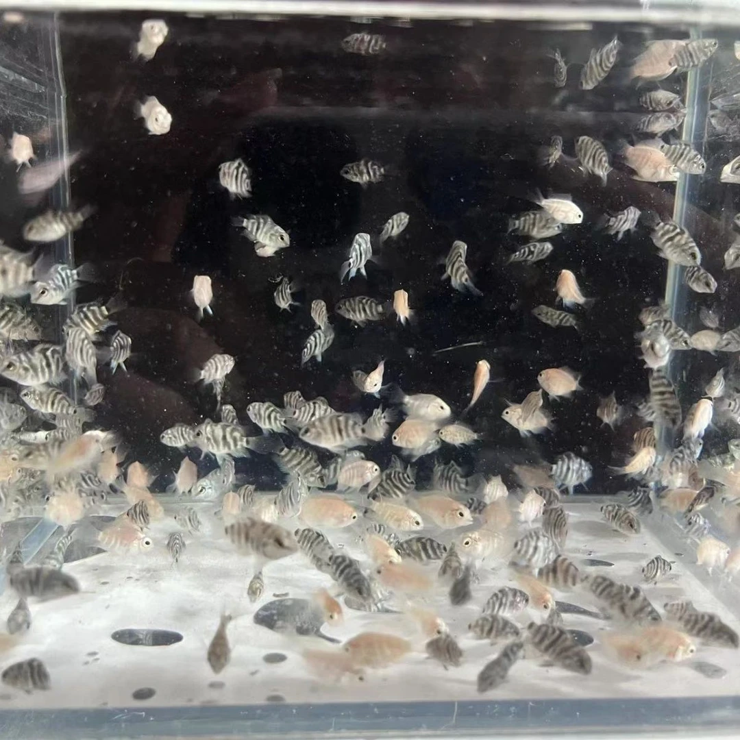 迷你鹦鹉宝宝20条