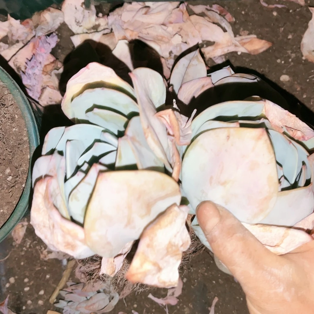 奶茶2颗9.98多肉植物