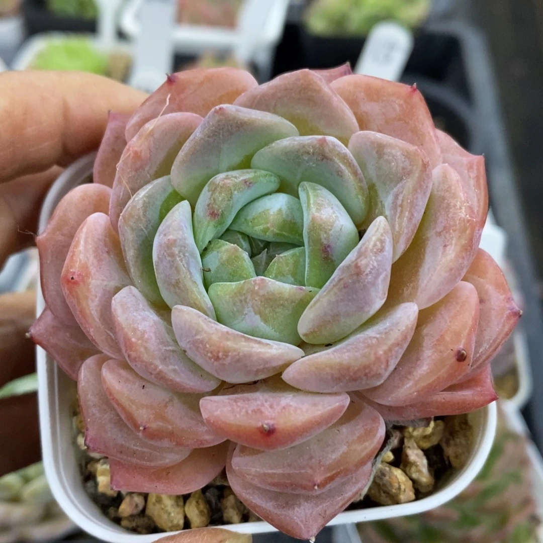 精品多肉一一物一拍不包整120