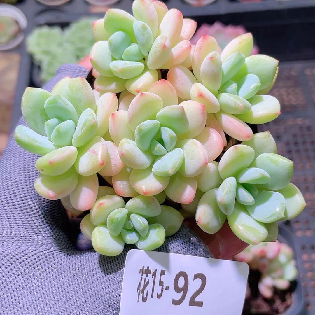 花利美15-92新品群