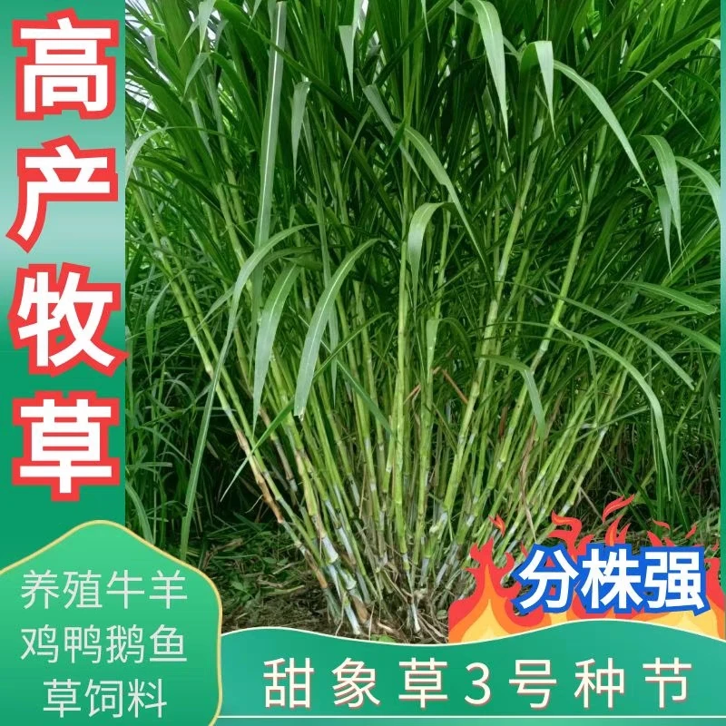 台湾无毛甜象草种节耐寒耐旱四季多年生高产喂鸡鸭鱼鹅猪牛羊扦插